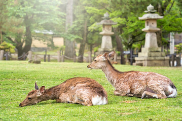 Sika deer resting on the green lawn or meadow in Nara Park, Japan.