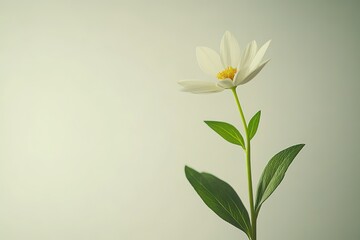 Pure White Daisy Bloom: Isolated Spring Flower Botanical Illustration green plant image macro fresh 