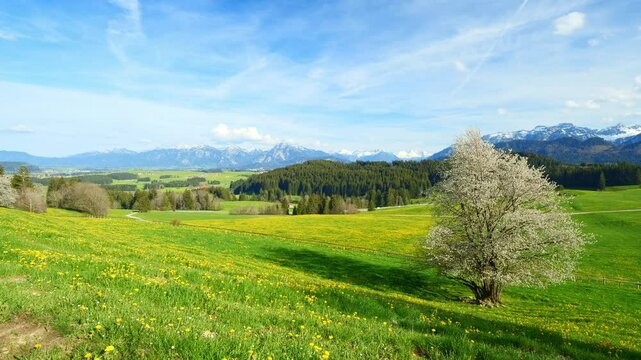 tree on hill wiht countryside view to european alps