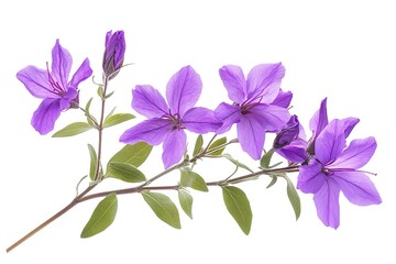 Rosemary Blooms: Photorealistic Vibrant Purple Flowers in a Vintage Glass Vase herb food plant image