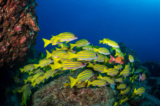 ヨスジフエダイの群れ　小笠原