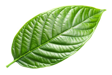 green cocoa leaf isolated on transparent background