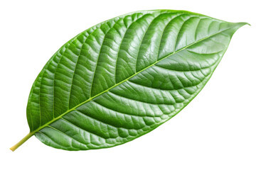Obraz premium green cocoa leaf isolated on transparent background