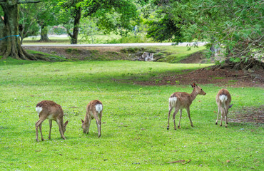 Sika deer grazing on the green meadow in Nara park, Japan.