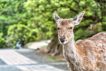 Close up portrait of a sika deer in Nara park, Japan.