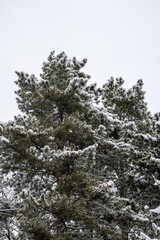 snowy winter forest, pine branches covered with snow
