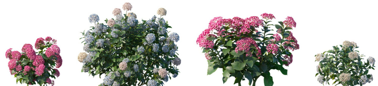 Set of Hydrangea macrophylla Light Crimson and Hydrangea macrophylla Mix frontal isolated png on a transparent background perfectly cutout high resolution