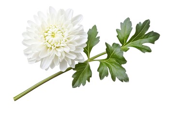 Elegant White Chrysanthemum Blossom with Lush Green Leaves, Floral Beauty art bloom plant macro image