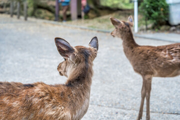 Two sika deer on the alleys of Nara Park, in Japan.