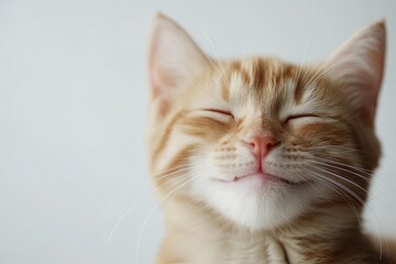 cat. small smiling, native, smile. on a white background close-up. playful mood