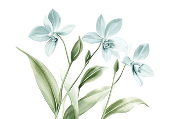 Fototapeta premium Serene Light Blue Orchids: Elegant Floral Illustration for Design Projects, Websites, and Print art 