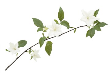 Obraz premium Fragrant White Jasmine Blossom: Close-up of Delicate Flower and Lush Green Leaves, Perfect for 