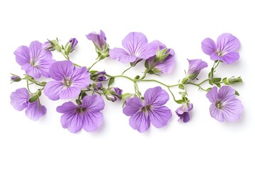 Obraz premium Minimalist Purple Flower Design: Serene, Simple, Elegant Background art calm soft bloom floral vector