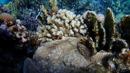 Hedgehog coral (Echinopora hirsutissima) and rasp coral (Pocillopora verrucosa) undersea, Red Sea, Egypt, Sharm El Sheikh, Montazah Bay