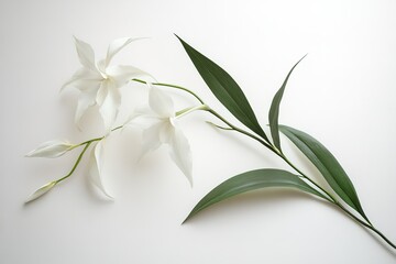 Obraz premium Elegant White Orchid Blossom: Pure, Serene, and Exquisite Floral Beauty on White Background spa zen 