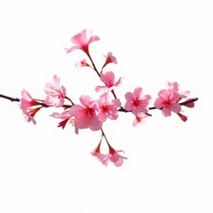 Obraz premium pink cherry blossom isolated on white background