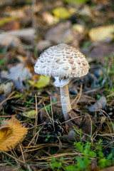 Umbrella mushroom (Macrolepiota procera) in its natural habitat. Umbrella mushroom Macrolepiota procera in an autumn forest.
