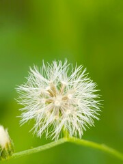 dandelion seed head in the garden