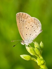 Fototapeta premium butterfly on a green leaf