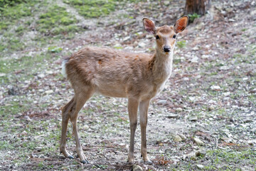 Close up portrait of a sika deer in Nara park, Japan.