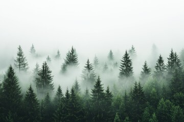 Mist envelops a serene forest, creating an atmosphere of mystery and calmness during the early hours of dawn