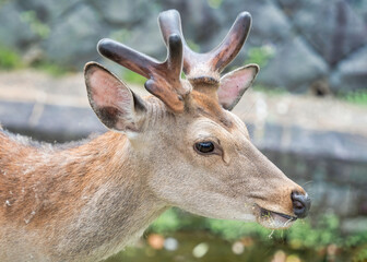 Close up portrait of a sika deer in Nara park, Japan.