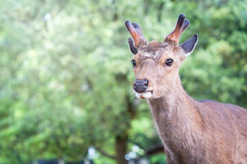 Close up portrait of a sika deer in Nara park, Japan.