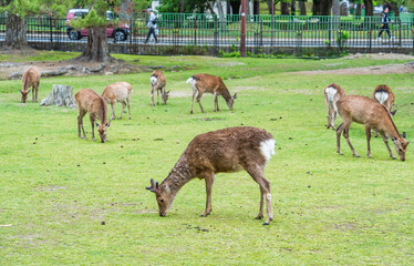 Sika deer grazing on the green meadow in Nara park, Japan.