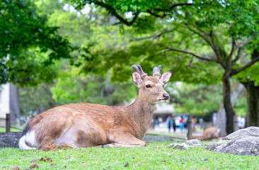 Close up portrait of a sika deer grazing in Nara park, Japan.