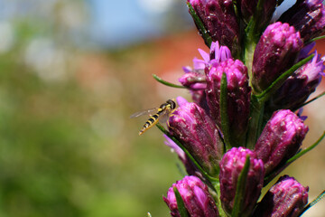 Bee collecting nectar and pollen from purple wildflowers