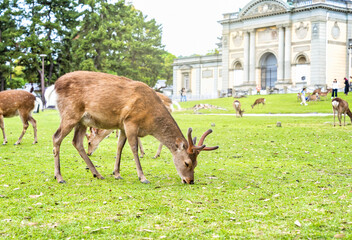 Sika deer grazing on the green meadow in Nara park, Japan.