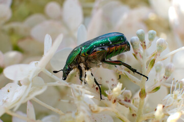 The golden bronzeworm beetle, Cetonia aurata, eats the white flowers of the plant