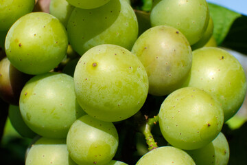 Bunch of green grapes close-up