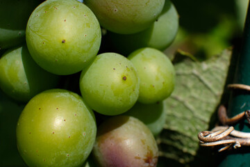 Bunch of green grapes close-up