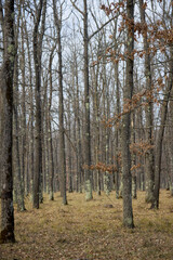 Fototapeta premium trees in a forest without leaves on a February day