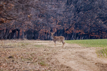 European fallow deer at the edge of a forest
