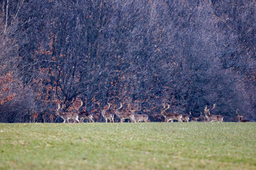 European fallow deer at the edge of a forest