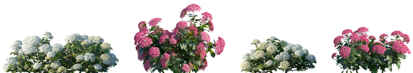 Set of Hydrangea macrophylla Clound Water Blue and Hydrangea macrophylla Light Crimson frontal...