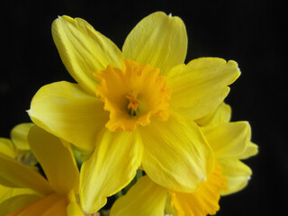 Obraz premium yellow daffodil flower