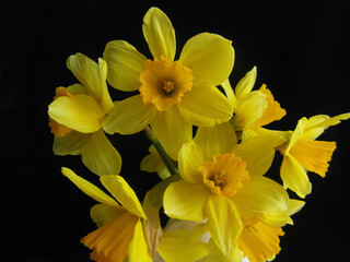 Obraz premium yellow daffodils flowers on black