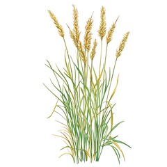 Fototapeta premium Watercolor Painting of Ornamental Grass with Golden Seed Heads.
