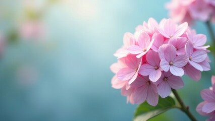 Obraz premium Delicate Pink Blossoms in Soft Light, a Serene Floral Scene of Nature's Beauty