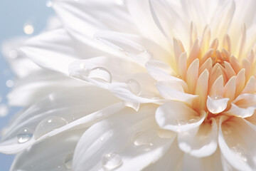 Fototapeta premium Chrysanthemum Flower Petal Nature Serene Tranquil Peaceful
