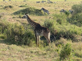 A group of giraffes on the golden savanna of Maasai Mara, Kenya, Africa