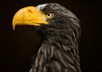 A close up of a Steller's sea eagle, (Pacific sea eagle or white-shouldered eagle)