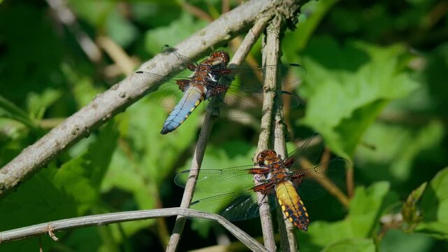 Broad-bodied chaser (Libellula depressa) couple, male and female