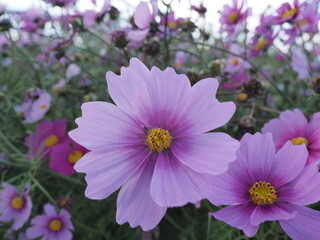 Obraz premium コスモス畑