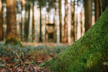 Green moss on forest tree trunk. Low angle view, close up shot, shallow depth of field, no people