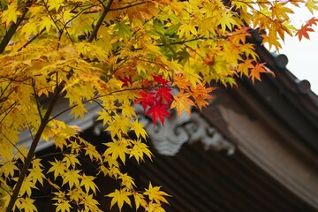 紅葉したモミジ