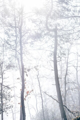 Forest in winter. Foggy day among the trees